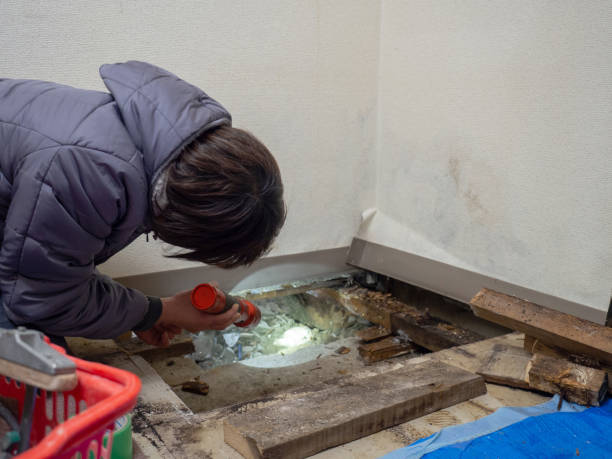 Best Water Damage & Mold Remediation  in Pelzer, SC