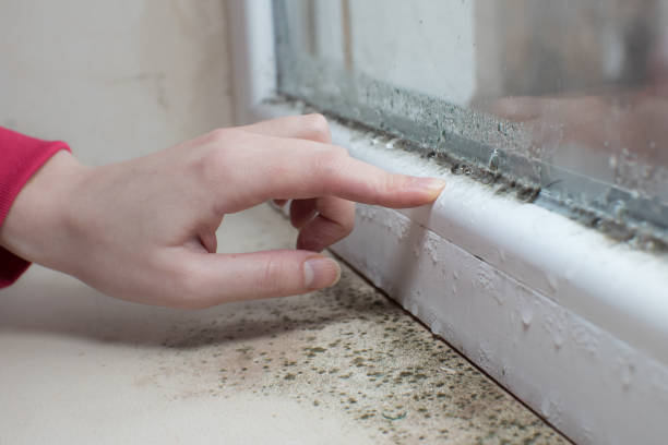 Best Post-Construction Mold Inspection  in Pelzer, SC