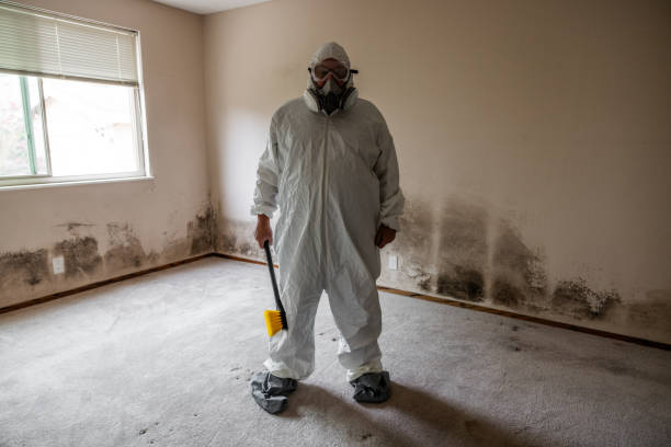 Best Mold Removal for HVAC Installations  in Pelzer, SC